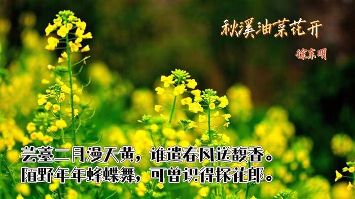 油菜花