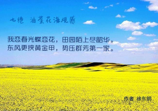 油菜花
